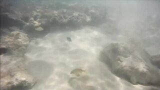 Cuban Fish of Guardalavaca #1