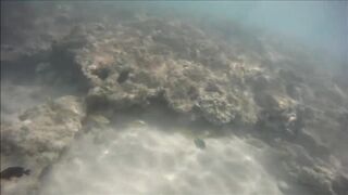 Cuban Fish of Guardalavaca #1