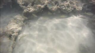 Cuban Fish of Guardalavaca #1