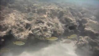 Cuban Fish of Guardalavaca #1