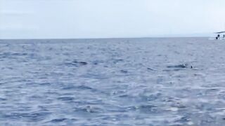 Dolphin-тур и лодка: морская рыбалка на Lovina в один выезд