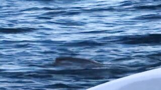 Dolphin-тур и лодка: морская рыбалка на Lovina в один выезд