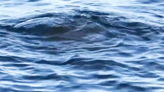 Dolphin-тур и лодка: морская рыбалка на Lovina в один выезд