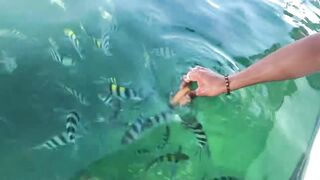 Dolphin-тур и лодка: морская рыбалка на Lovina в один выезд