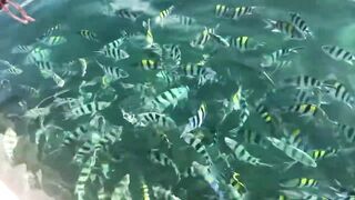 Dolphin-тур и лодка: морская рыбалка на Lovina в один выезд