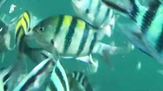 Dolphin-тур и лодка: морская рыбалка на Lovina в один выезд