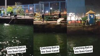 Suez Canal морская рыбалка наживка на течении и рабочие способы