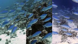 Suez Fusilier Fish: быстрые жители рифа и где их ищет спиннинг