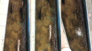 Matara Paravi Dupatha и рыбацкий танк что посмотреть у причала