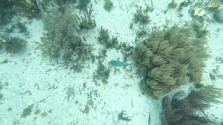 Isla Mujeres, первый снорклинг и встреча с черепахой а рыбалка потом