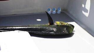 Tamarindo, Costa Rica — offshore: морская рыбалка на парусника и махи