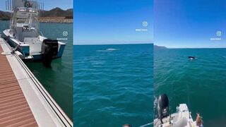 Playa Flamingo, Costa Rica — лодочные туры и морская рыбалка на рифах