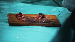 Playa Flamingo спорт-чартер — морская рыбалка на махи и парусника