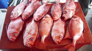 Kota Kinabalu Trip 2013: морская рыбалка на 7Star3 — что брало