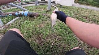 Tarpon на Bulan морская рыбалка в Kota Kinabalu ночью под светом мостков