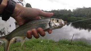 UL-BFS по тарпону: морская рыбалка в Kota Kinabalu на микроджиг