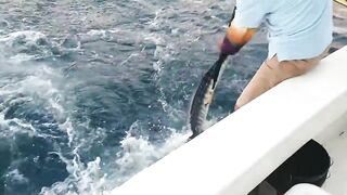 Playa del Carmen: морская рыбалка в сезон — что нужно знать