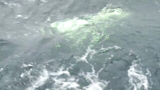 Mahi на борту Good Day морская рыбалка в Quepos и кулинария