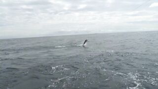 Mahi на борту Good Day морская рыбалка в Quepos и кулинария