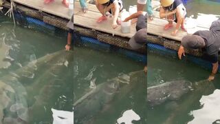 Langkawi и гигантская рыба: морская рыбалка у мангров