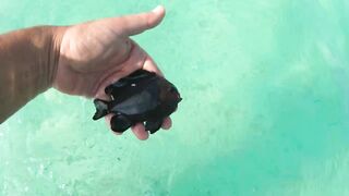 Maafushi home reef и морская рыбалка на краю рифа в 4K