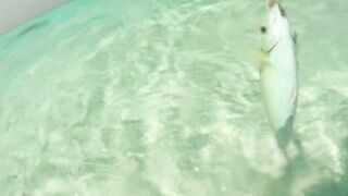 Maafushi home reef и морская рыбалка на краю рифа в 4K