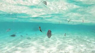 Maafushi home reef и морская рыбалка на краю рифа в 4K