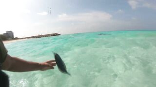 Maafushi home reef и морская рыбалка на краю рифа в 4K