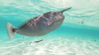 Maafushi home reef и морская рыбалка на краю рифа в 4K