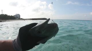 Maafushi home reef и морская рыбалка на краю рифа в 4K