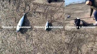 Паламут в Авсалларе 23.03, бомбарда и темповая проводка