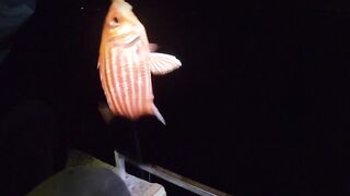 Лодочный выход в Аланье - морская рыбалка на волне 2023