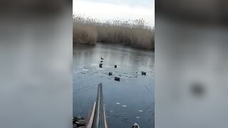 Лёд и чирок на озере: рыбалка или охота, что выберешь сегодня?