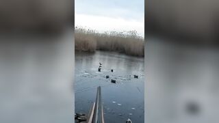 Лёд и чирок на озере: рыбалка или охота, что выберешь сегодня?