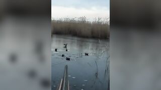 Лёд и чирок на озере: рыбалка или охота, что выберешь сегодня?