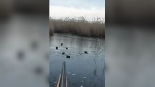 Лёд и чирок на озере: рыбалка или охота, что выберешь сегодня?