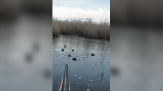 Лёд и чирок на озере: рыбалка или охота, что выберешь сегодня?