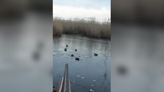 Лёд и чирок на озере: рыбалка или охота, что выберешь сегодня?