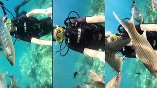 Marmaris İçmeler подводный опыт стоит ли брать снасти после дайвинга