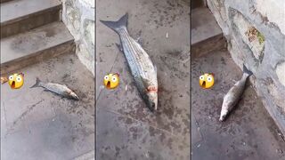 #ТУРЕЦКАЯ РЫБАЛКА без мифов - что клюёт у берега на простые снасти