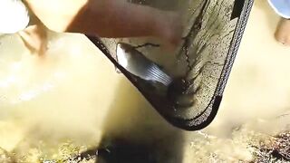 Manavgat river охота за кефалью на фунт и рыбалка у мостов в тени пальм