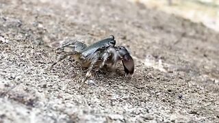 Утренняя рыбалка в Новом Афоне лёгкий микроджиг на чистой воде