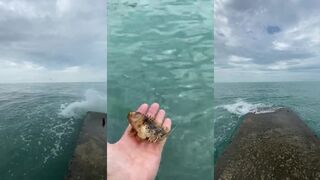 Рыбалка в Новом Афоне на пирсе в штиль и лёгкую волну