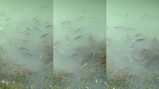 Новый Афон: утренняя форель в ручье и рыбалка без суеты