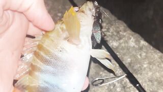 Новый Свет днём и ночью: морская рыбалка на скалах и в бухте