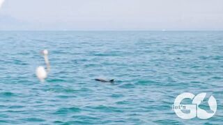 Имеретинка без лишних слов: морская рыбалка на пирсе сегодня