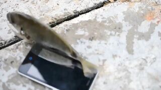 Мыс Видный с пирса: морская рыбалка в Хосте на вечерней струе