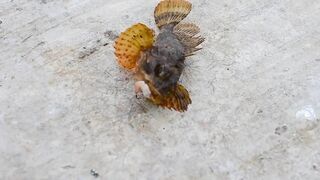 Мыс Видный с пирса: морская рыбалка в Хосте на вечерней струе