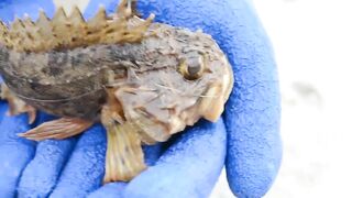 Мыс Видный с пирса: морская рыбалка в Хосте на вечерней струе