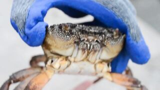 Мыс Видный с пирса: морская рыбалка в Хосте на вечерней струе